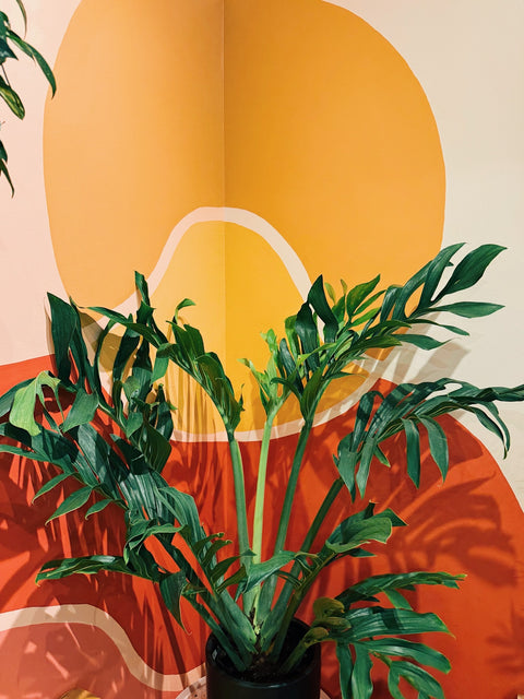 8" Monstera Pinnatipartita 'Siam'