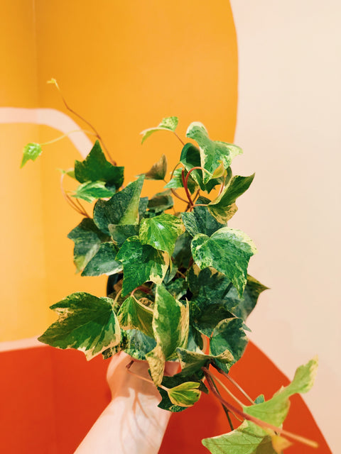 6" Algerian Ivy 'Marble'