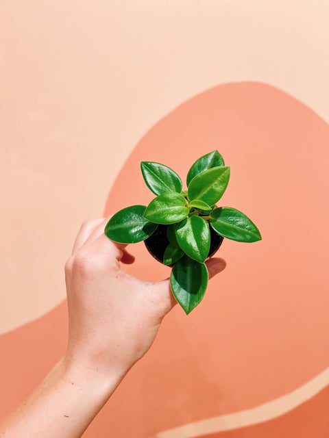 2" Peperomia Orba 'Pixie Lime'