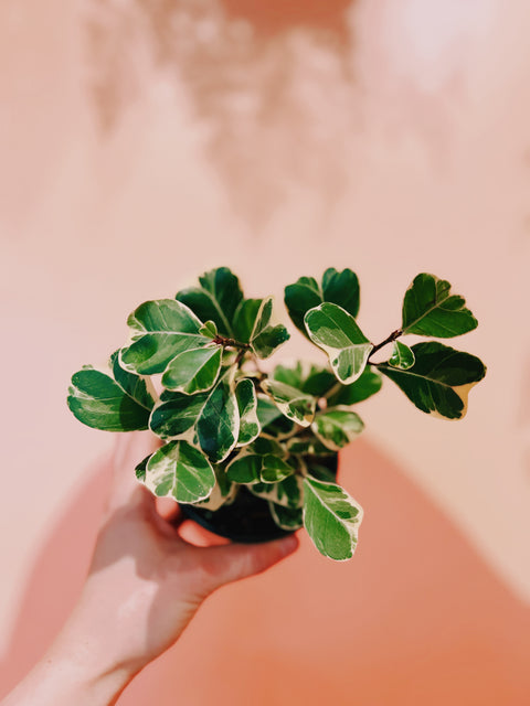 4" Ficus Triangularis Variegata