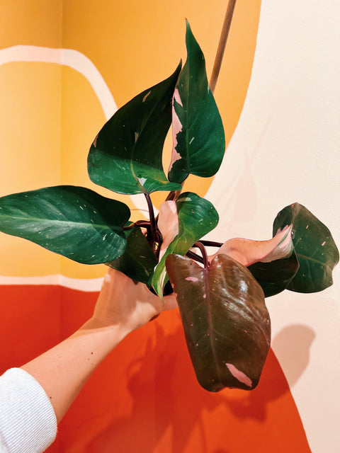 4" Philodendron Pink Princess