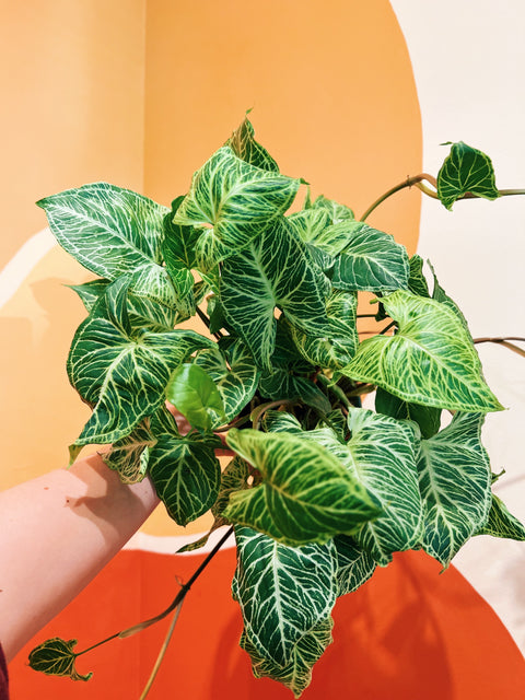 6" Syngonium Pod. 'Batik'