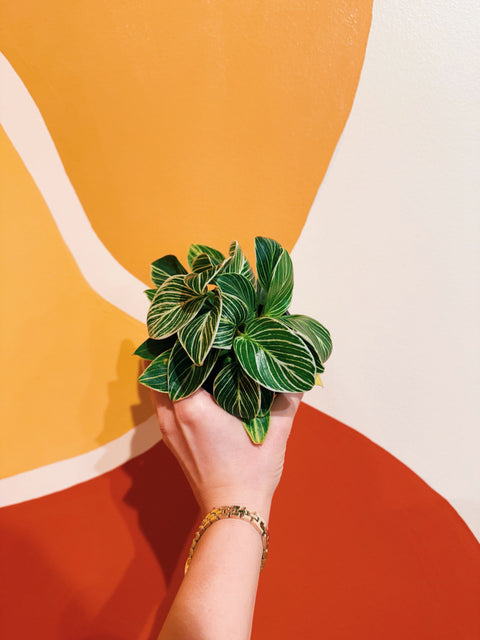 4" Philodendron Birkin