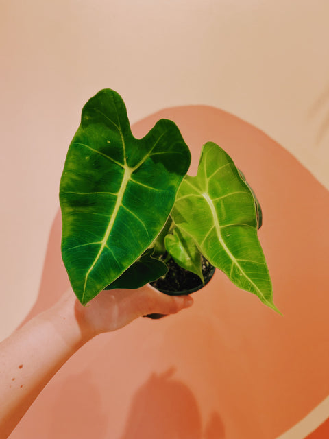 4" Alocasia Frydek