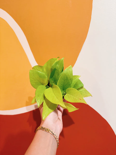 4" Epipremnum aur. Neon