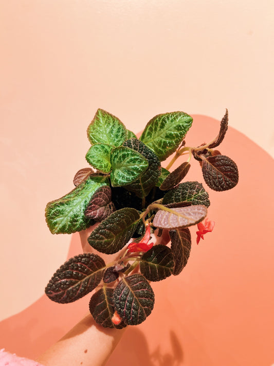 4" Episcia Trio