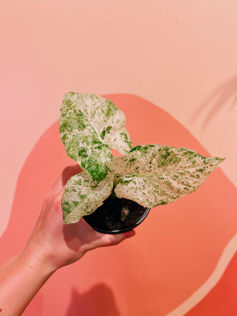 4" Alocasia Odora 'Batik'