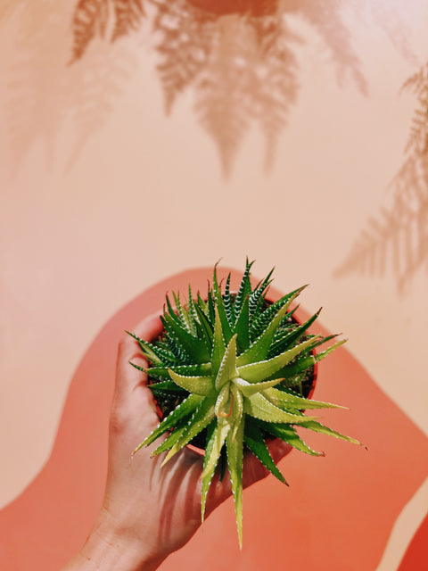 4" Haworthia Attenuata f. Variegata