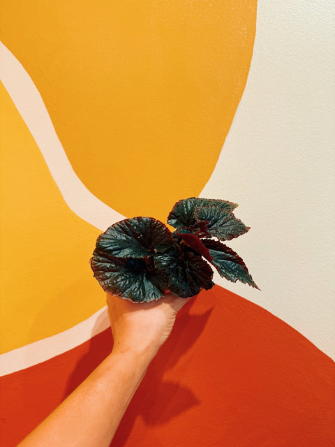 2" Begonia 'Black Magic'