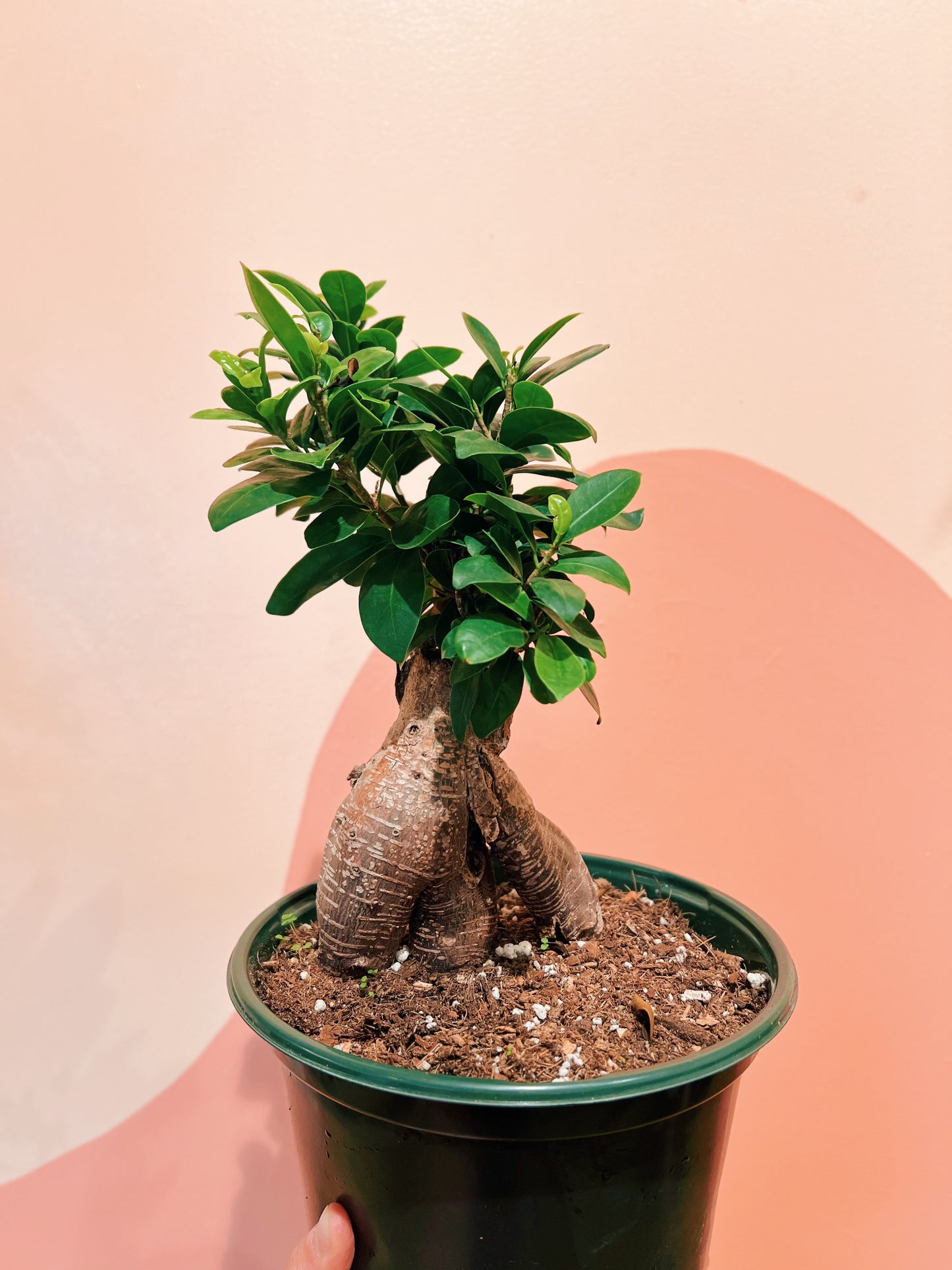 8" Ficus Retusa Bonsai