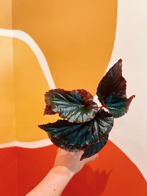 4" Begonia 'Black Magic'