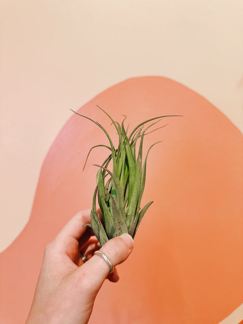 Tillandsia Green Abdita Air Plants