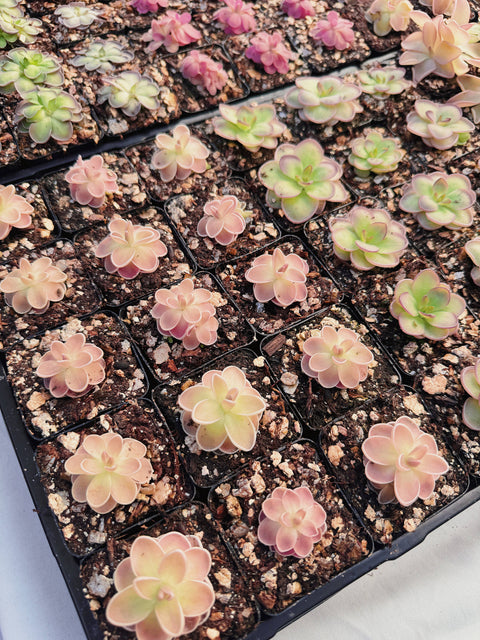 2" Pinguicula (Butterwort) Carnivorous Plant