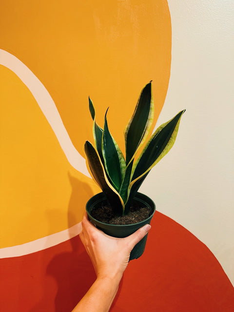 6" Sansevieria Black Gold