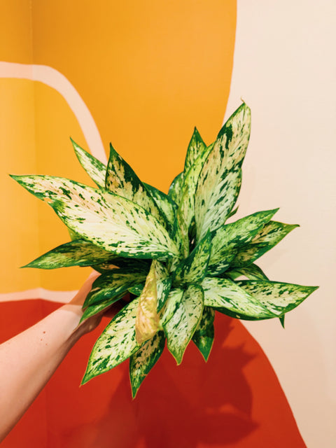 6" Dieffenbachia Vesuvius