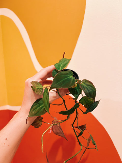 2" Philodendron Micans