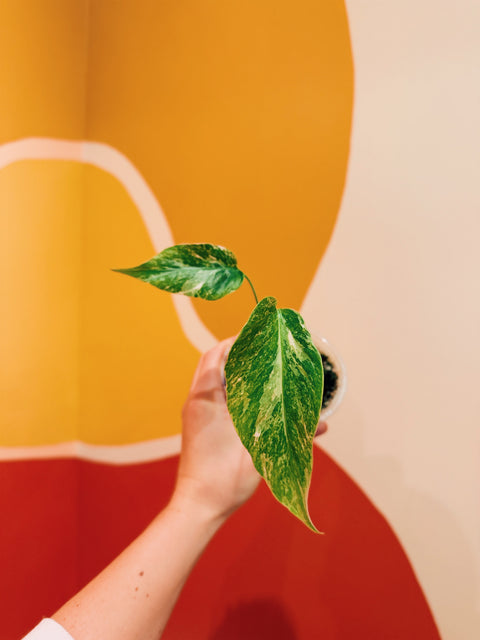 4"  Var. Monstera Albo D