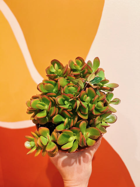 6" Crassula Ovata Crosbys Compacta