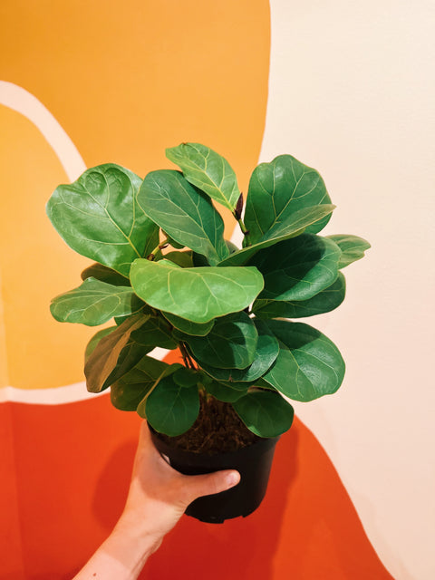 6" Ficus Lyrata