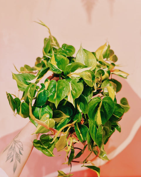 8" Philodendron Heder. Brasil