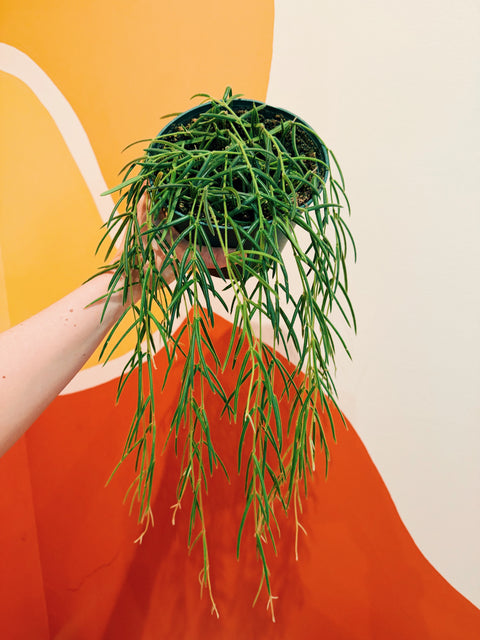 6" Hoya Linearis - HB