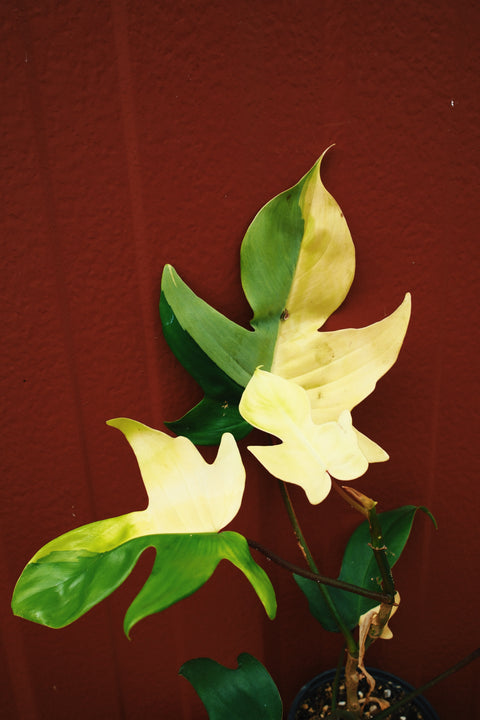 4" Philodendron Florida Beauty Variegata