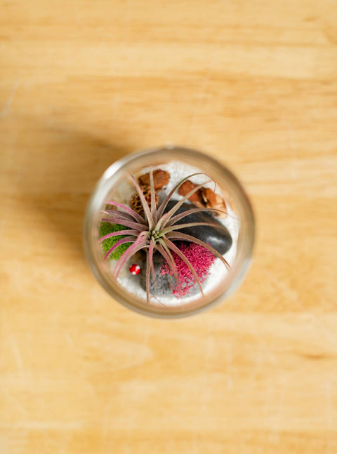 Airplant Terrarium Kit