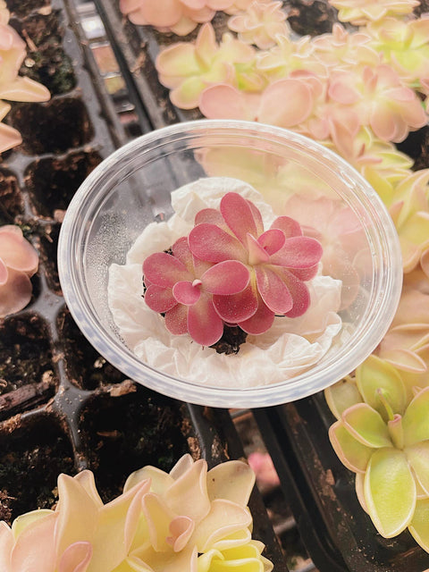 2" Pinguicula (Butterwort) Carnivorous Plant