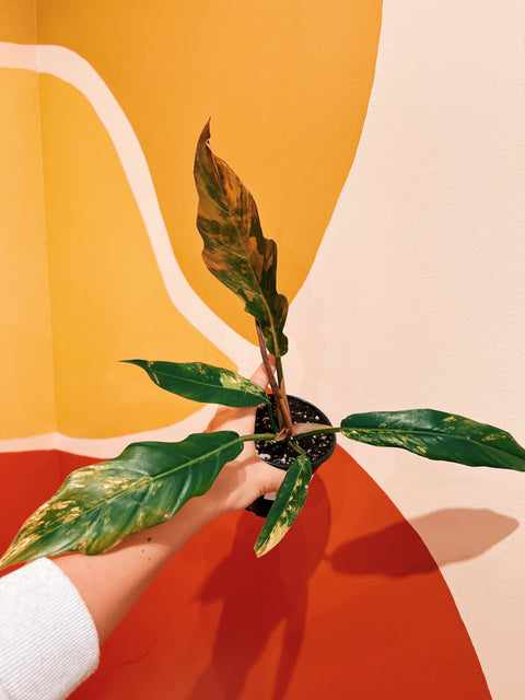 4" Philodendron 'Caramel Marble'