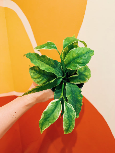 4" Hoya multiflora 'Variegata'