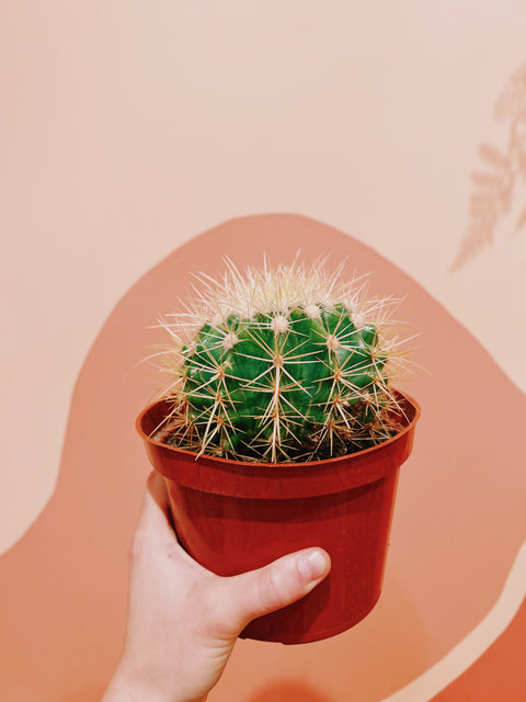 6" Golden Barrel Cactus