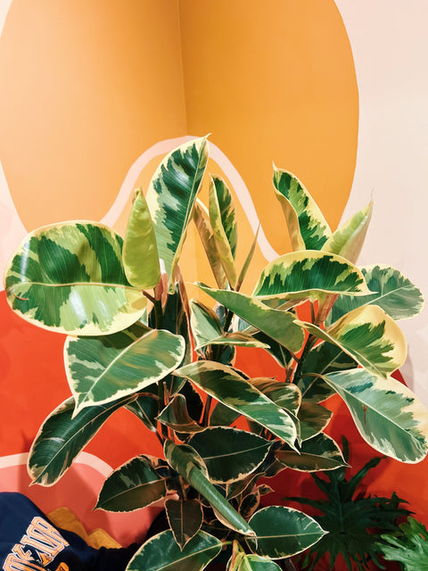 8" Ficus Elastica  'Tineke'