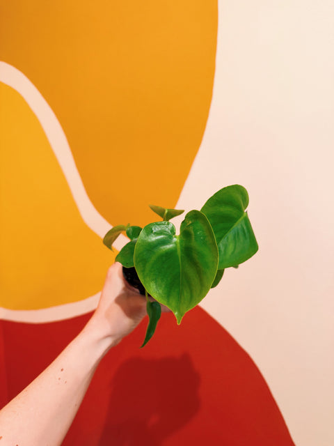2" Monstera Deliciosa