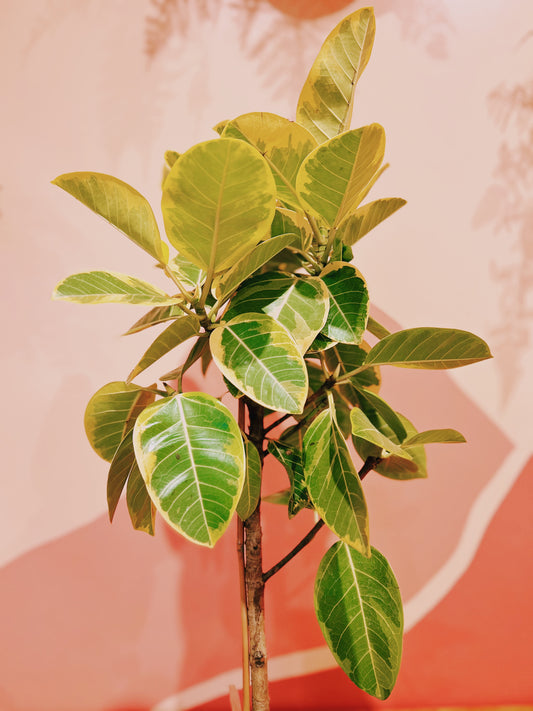 10" Ficus Altissima