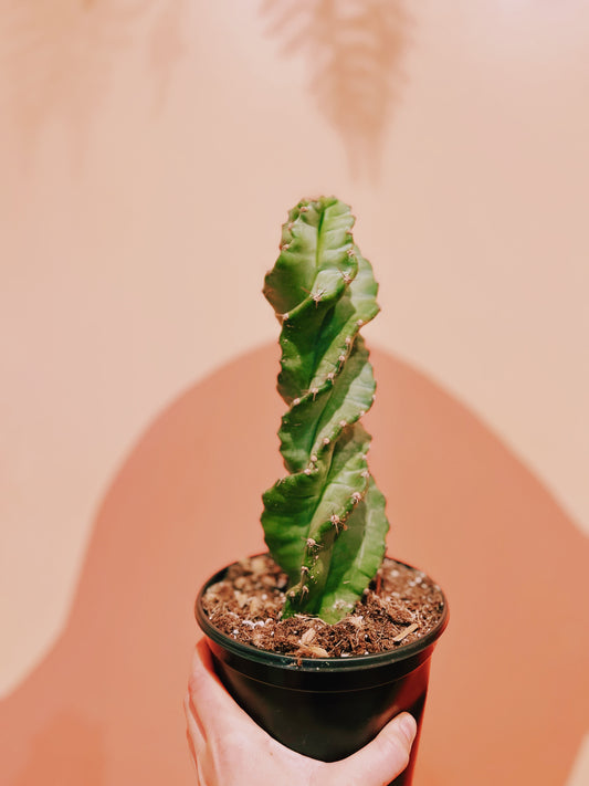 6" Cereus Forbesii Spiralis