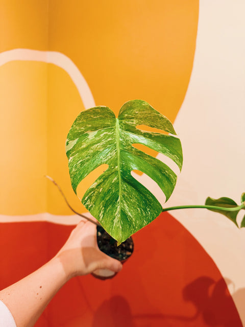 4"  Var. Monstera Albo H