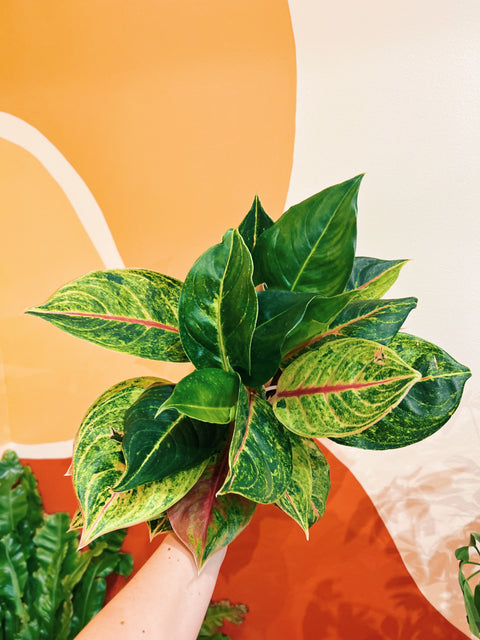 aglaonema golden papaya 6" Aglaonema Golden Papaya