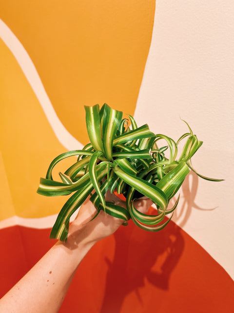 2" Chlorophytum 'Bonnie'