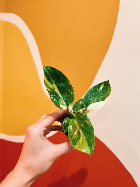 2" Variegated Philodendron 'Congo Green Marble'