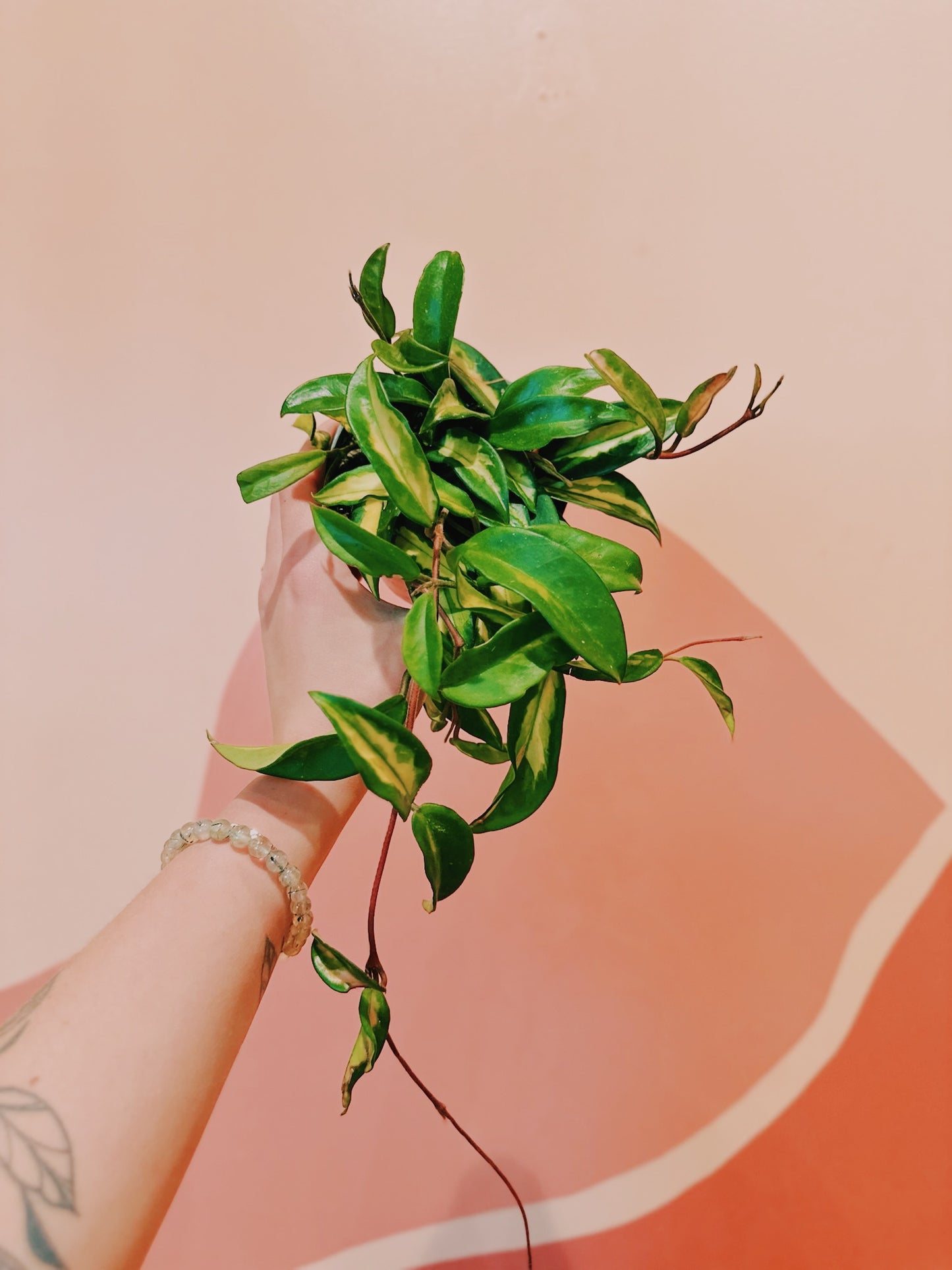 4" Hoya Carnosa 'Krimson Princess'