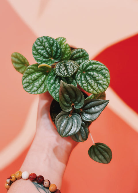 2" Assorted Peperomia