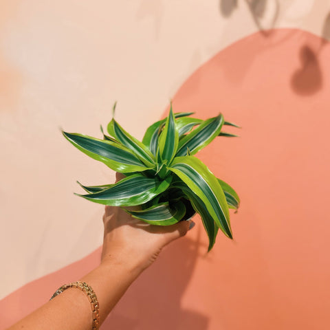 4" Dracaena Lemon Surprise