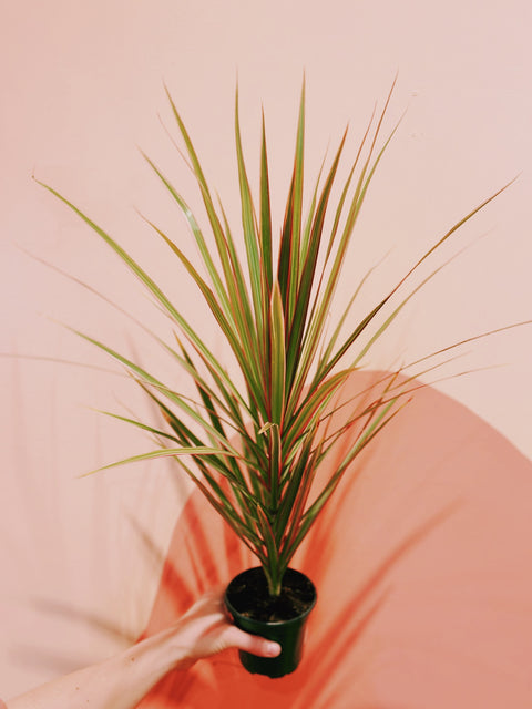 4" Dracaena Marg. 'Bicolor'