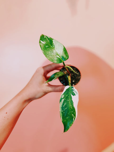 2" Philodendron White Princess