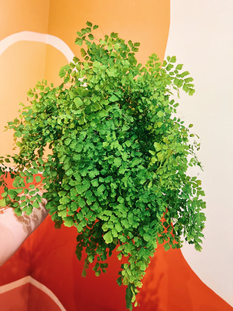 6" Delta Maidenhair Fern
