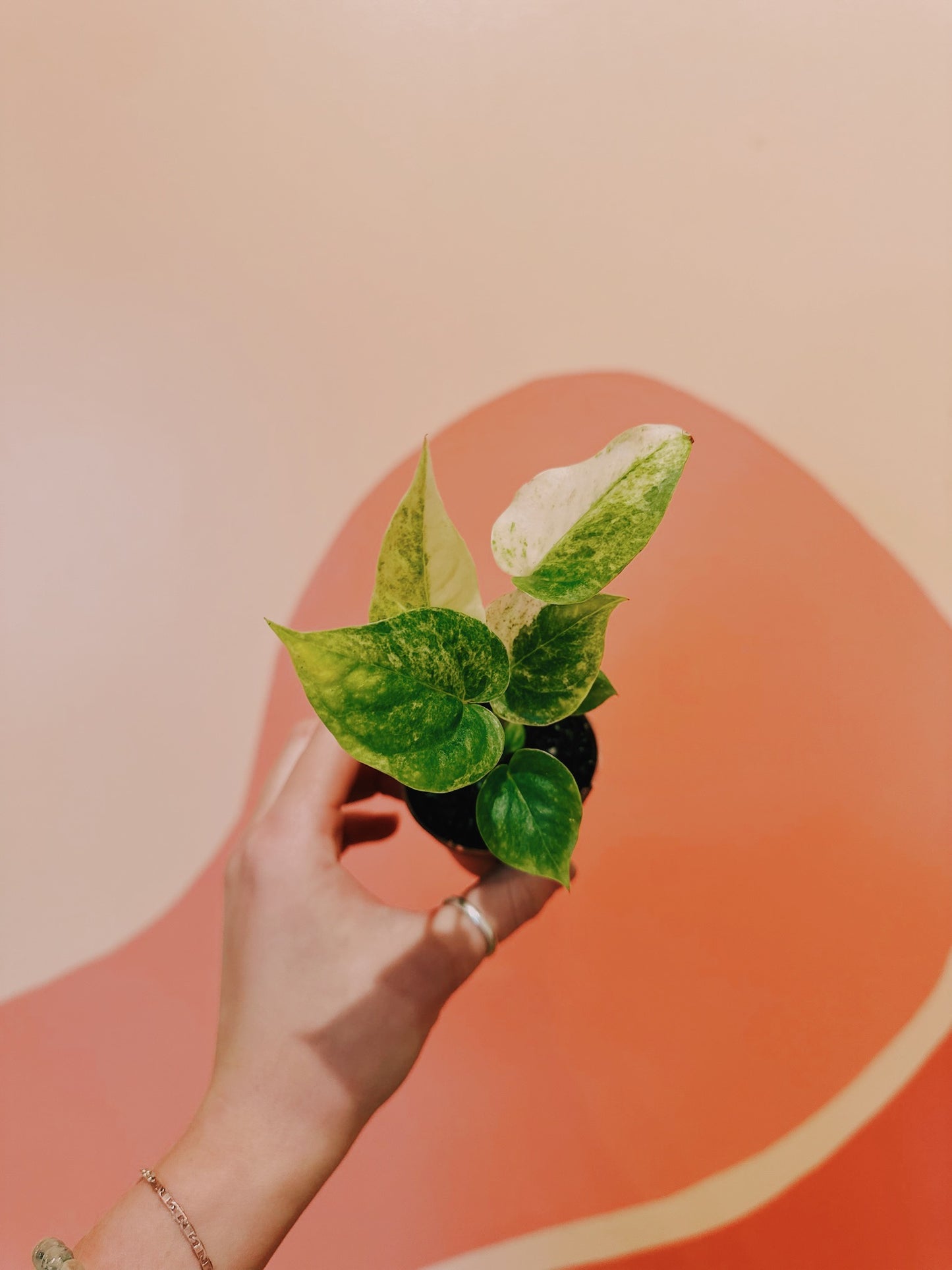 2" Anthurium Hookeri 'Variegata'