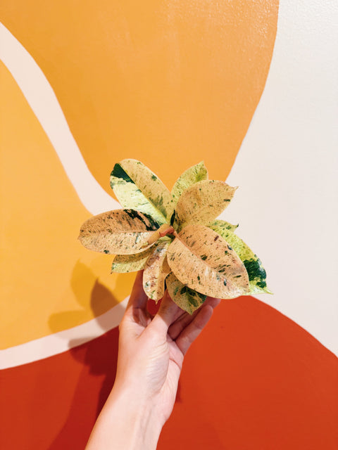 4" Ficus Elastica Shivereana