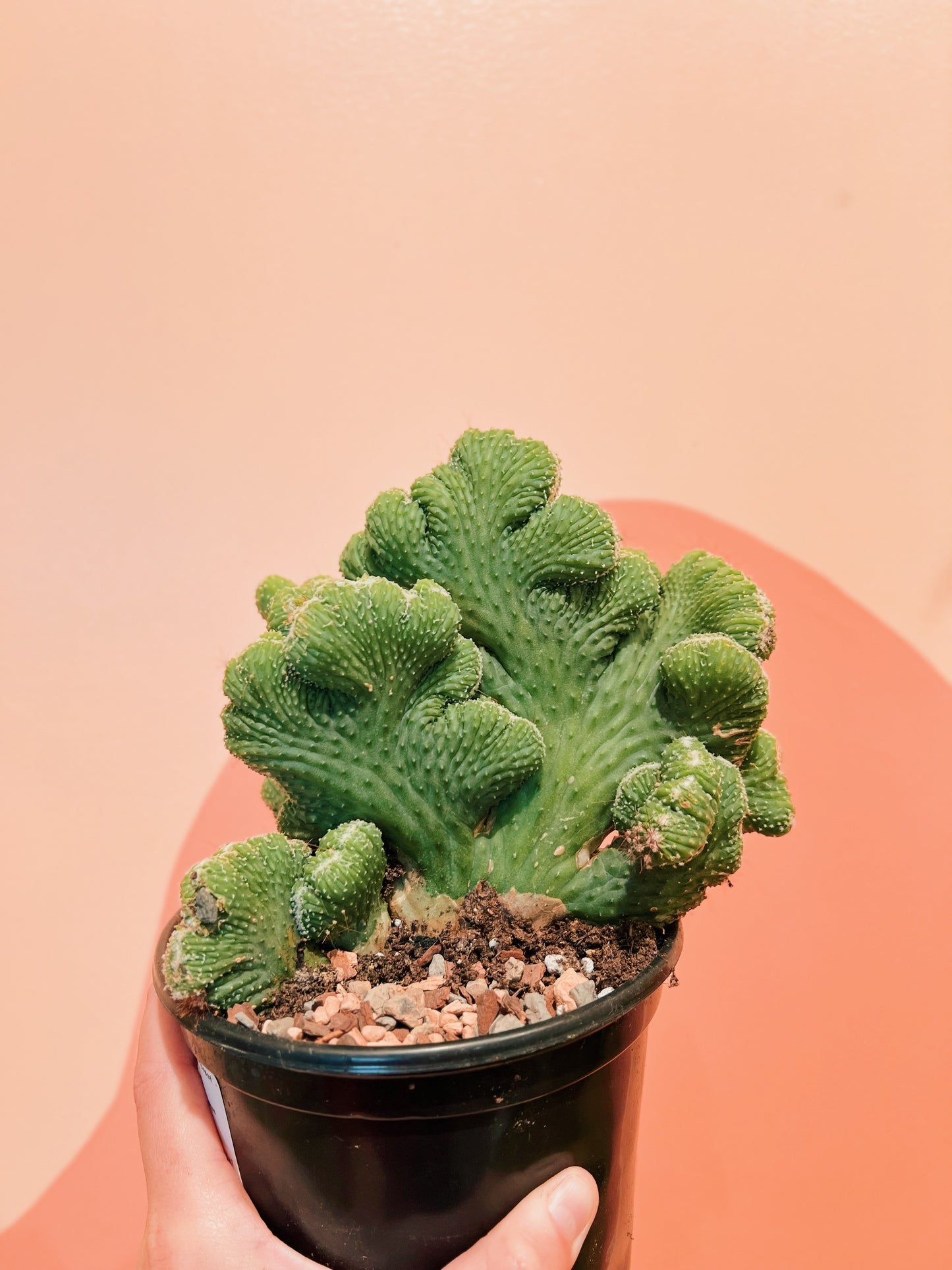 6" Euphorbia Lactea 'Mermaid's Tail'