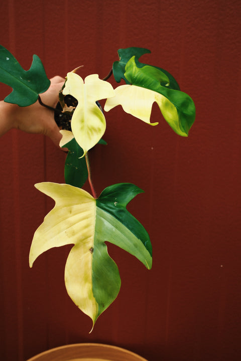 4" Philodendron Florida Beauty Variegata