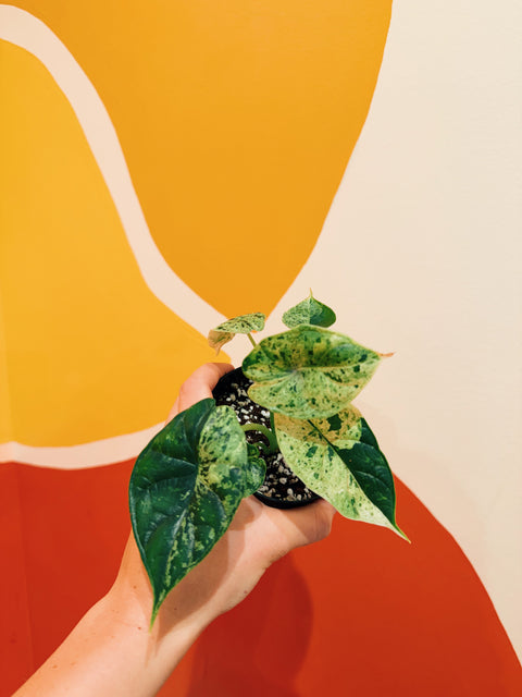 4" Alocasia Baginda 'Dragon Scale Mint'